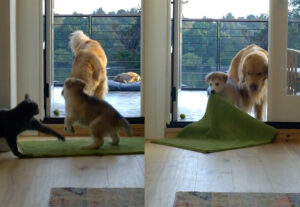 Gatto Certosino difende il territorio da cucciolo di cane, convivenza esilarante (VIDEO)