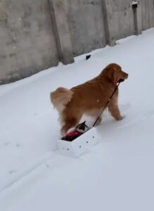 Gatto ama farsi trascinare sulla neve dal suo amico cane (VIDEO)