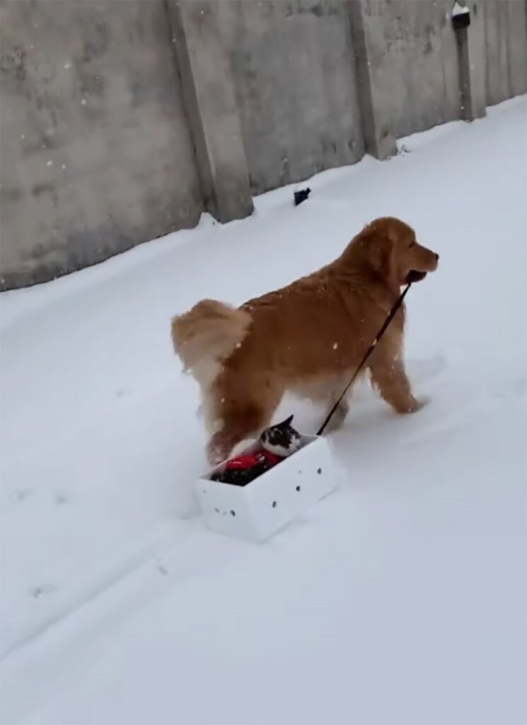 gatto e cane