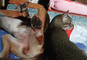 Gatto e cane complici e buffi, quando ci si può permettere di essere se stessi (VIDEO)