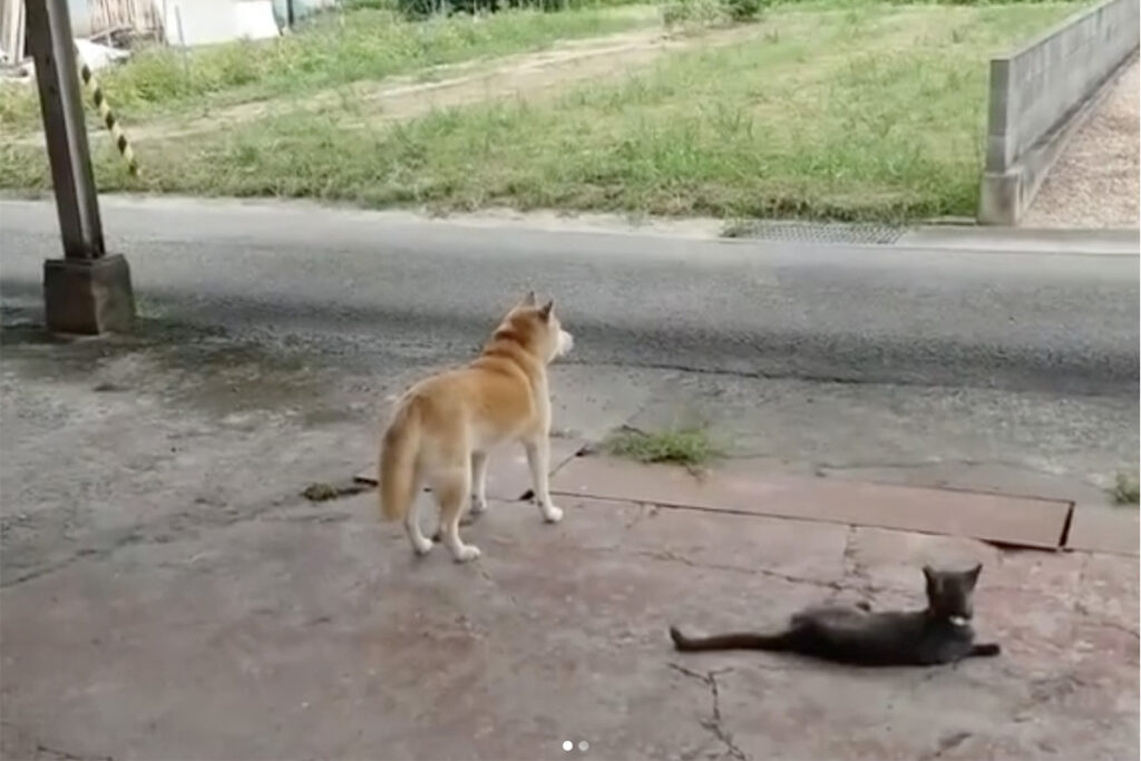 Gatto e cane in attesa di un ritorno