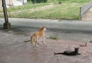 Gatto e cane in attesa davanti casa, ma di cosa? (VIDEO)