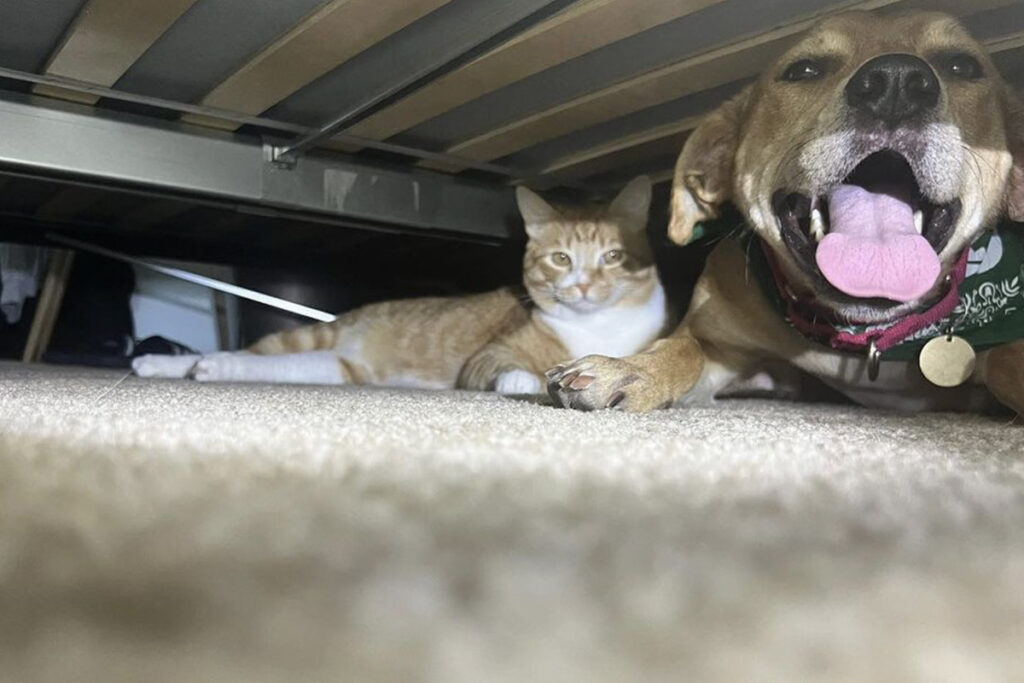 Gatto e cane sono amici e sono stati scoperti sotto il letto