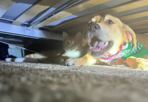 Gatto e cane scoperti sotto il letto, gli amici sono complici (VIDEO)