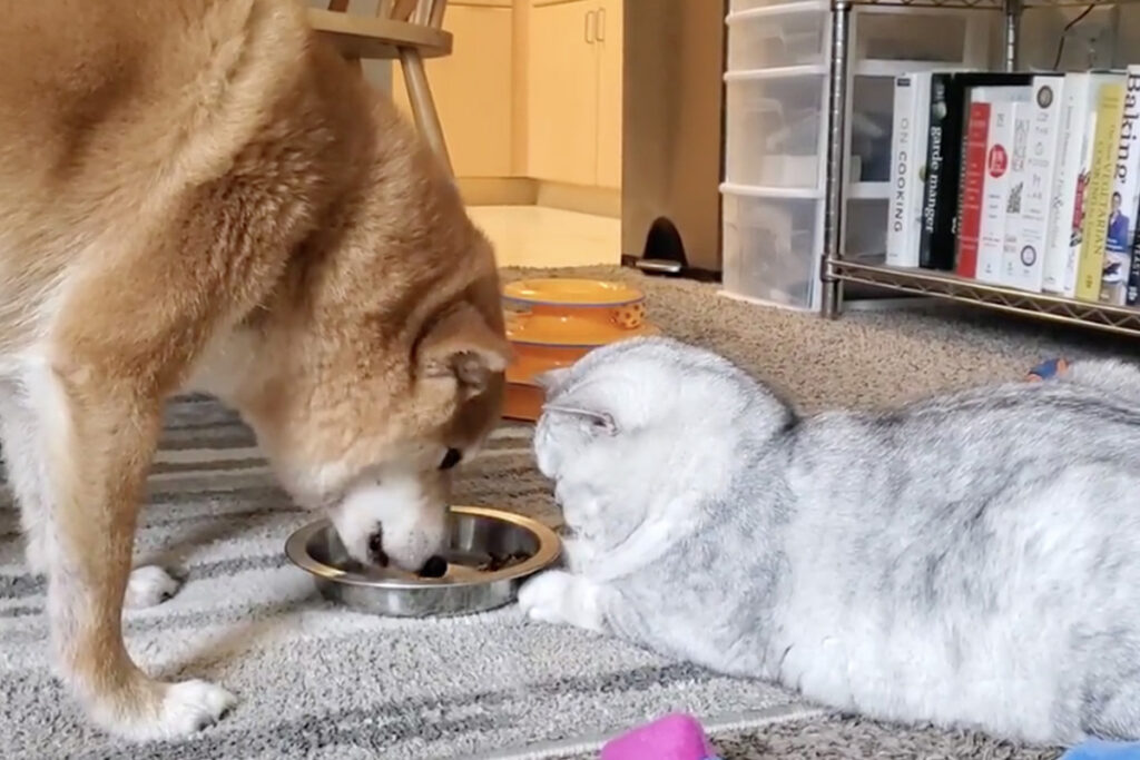 Gatto fa compagnia al cane mentre mangia la sua pappa