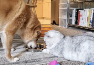 Gatto fa compagnia al cane mentre mangia, la scena dolcissima (VIDEO)