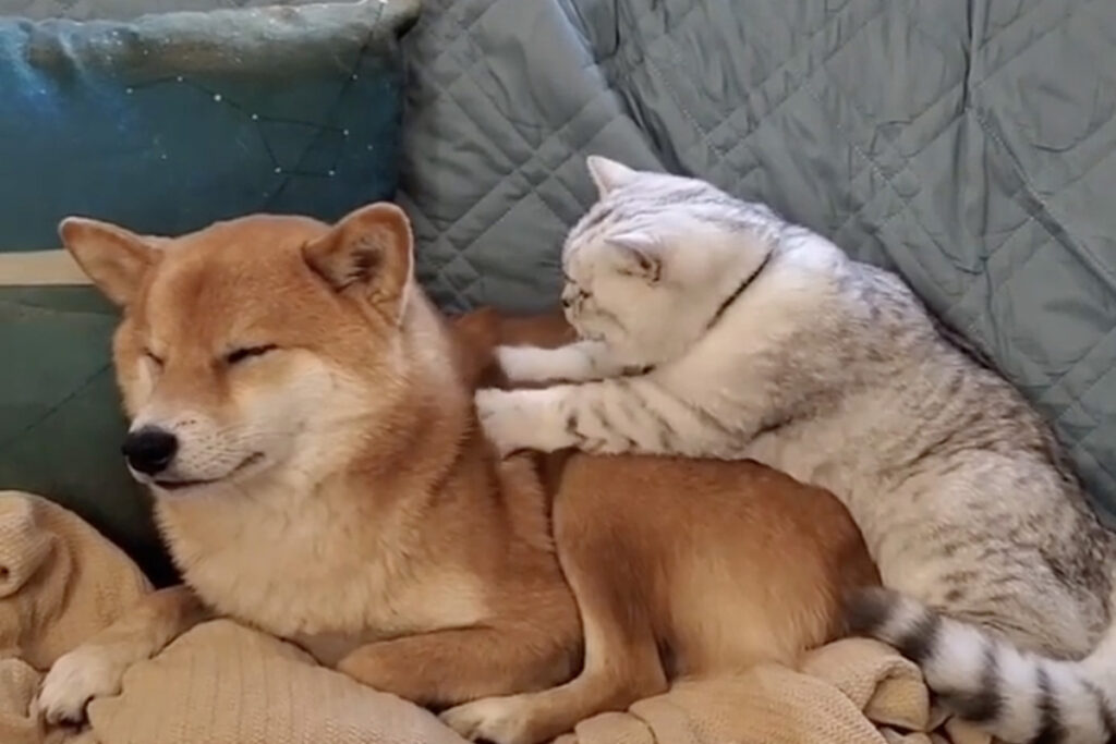 Gatto fa il pane su un cane e massaggia