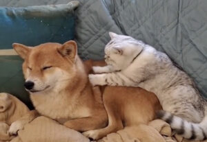 Gatto fa il pane su un cane, un massaggio dolcissimo (VIDEO)