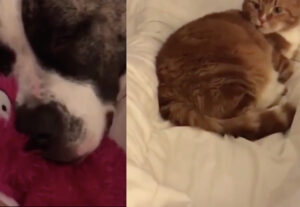 Gatto incredulo davanti al cane che russa, il video è da morire dalle risate
