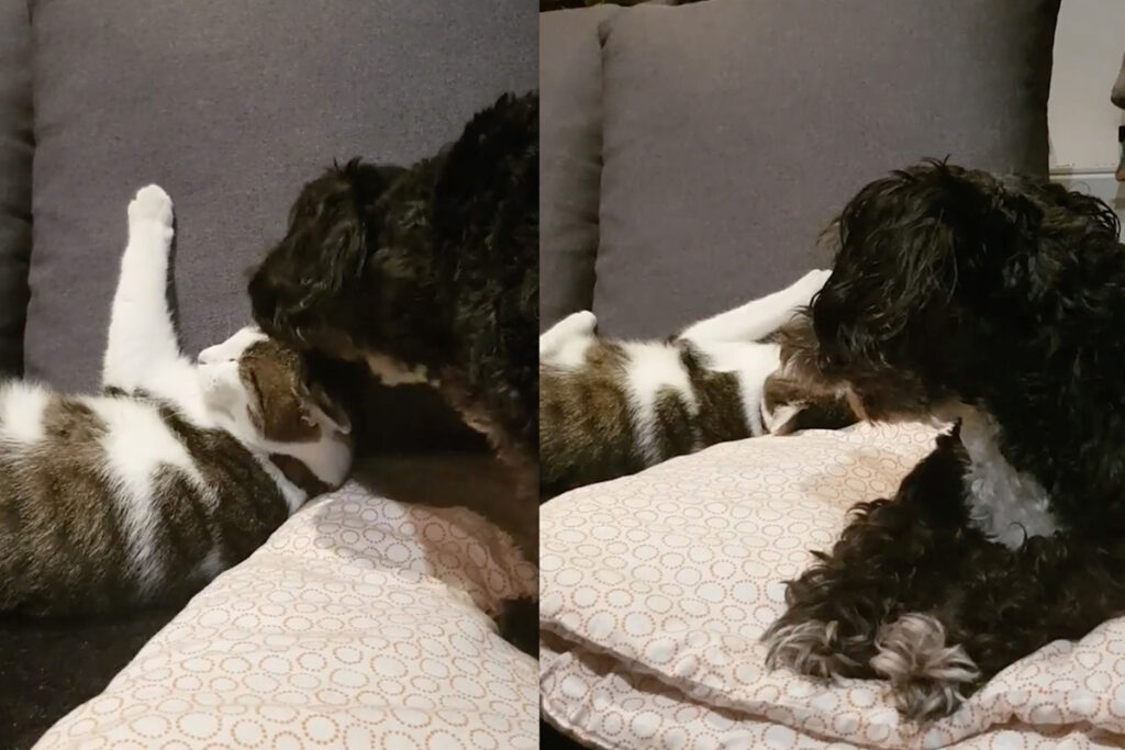 Gatto riceve coccole dall’amico cane ed è bellissimo