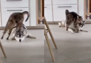 Gatto usa cane come ostacolo per saltare, il video divertentissimo