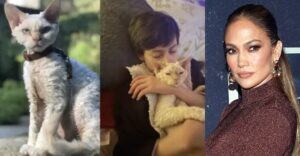 Hendrix, il gattino che è stato adottato da Jennifer Lopez