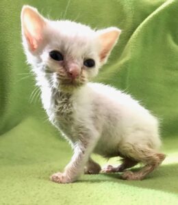 Henry, il gattino salvato da una morte certa