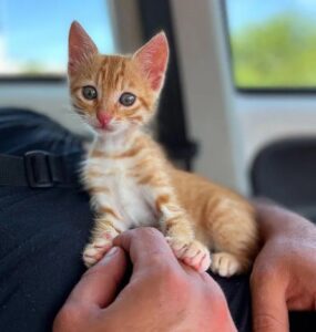 Kissamos, il gattino trovato tutto solo in strada