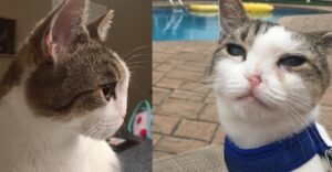 Mac, il gatto speciale che ha la palatoschisi