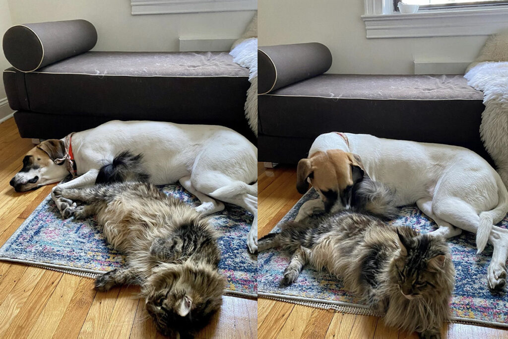 Maine Coon e cane condividono il riposo insieme