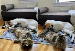 Maine Coon e cane condividono il riposo, gli scatti sono da incorniciare