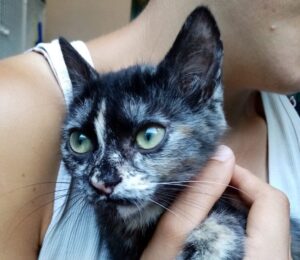 Marta: gattina dagli occhietti verde smeraldo cerca una nuova casa
