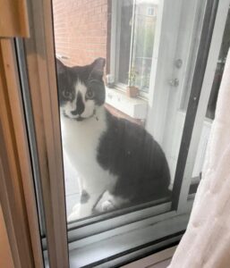 Mathéo, il gatto che ha scelto i suoi umani