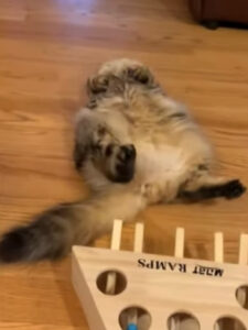 Gatto si arrende a metà partita: il divertente video
