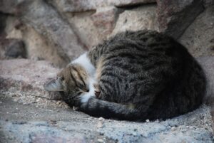 Un uomo ucraino si avventura nelle strade dilaniate dalla guerra per nutrire gli animali randagi