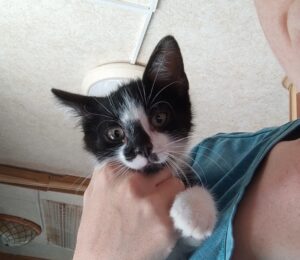 Polaretto: gattino stufo di vivere in gattile cerca una nuova sistemazione