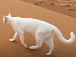Gatto cammina sulla sabbia e ci mostra perchè ci sono sempre due impronte