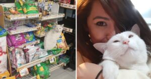 Rabbit, il gatto che è entrato al supermercato in cerca di cibo, ha trovato una mamma