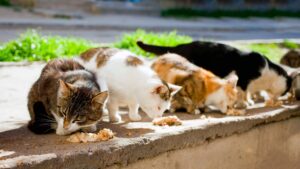 Raccolta fondi per i gatti randagi nel Comune di Albano