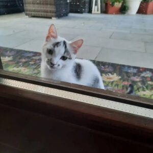 Stellina, la gattina non più stare con la sua famiglia adottiva: aiutiamola a trovare un’adozione per sempre