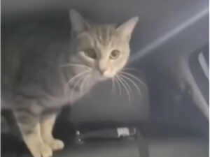 Padrona distratta scambia il suo gatto con un altro gatto che passeggia in strada