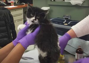 Tallyrand, la gattina che ha rischiato l’eutanasia