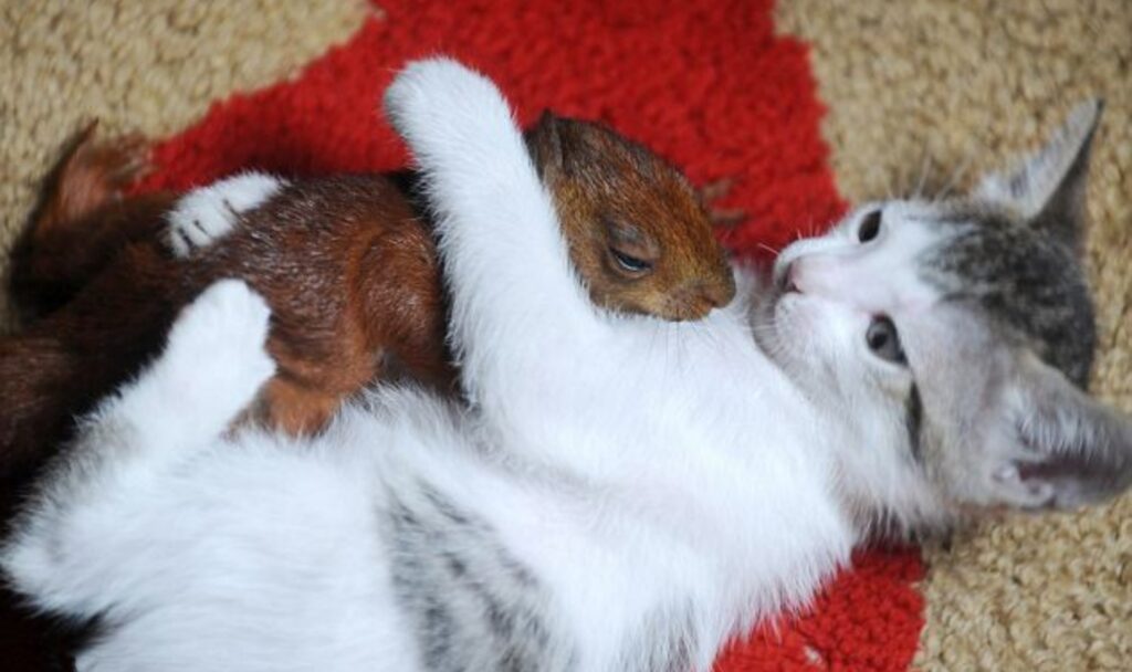 tita e scoiattolo