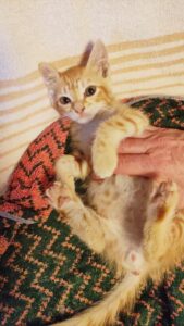 Titino, il gattino trovato abbandonato è alla ricerca di un’adozione del cuore