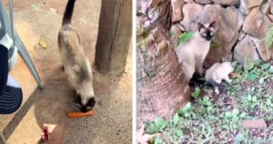 Veterinario offre il cibo a una gatta randagia e fa una scoperta dolcissima