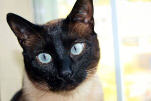 Gli accessori per la cura di un gatto Siamese che dovresti proprio avere