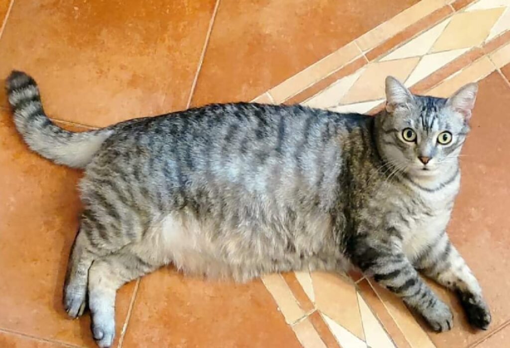 gatto grosse dimensioni