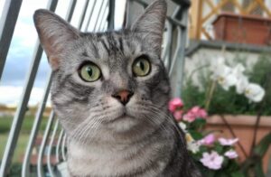 Baia Domizia, gatto debilitato con problemi di salute viene smarrito, il micio risponde al nome di Tigro