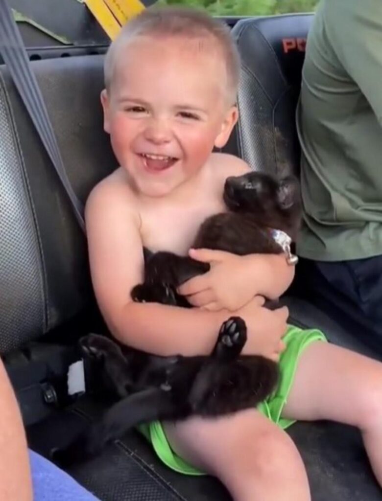 bimbo e gatto in macchina