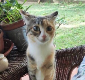 Trichi Trichi: la gattina scomparsa per due anni