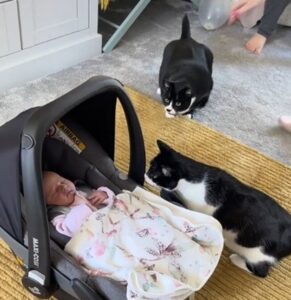 Gatti incontrano la loro nuova sorellina (VIDEO)