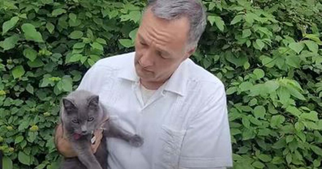 candidato alle elezioni con gatto grigio