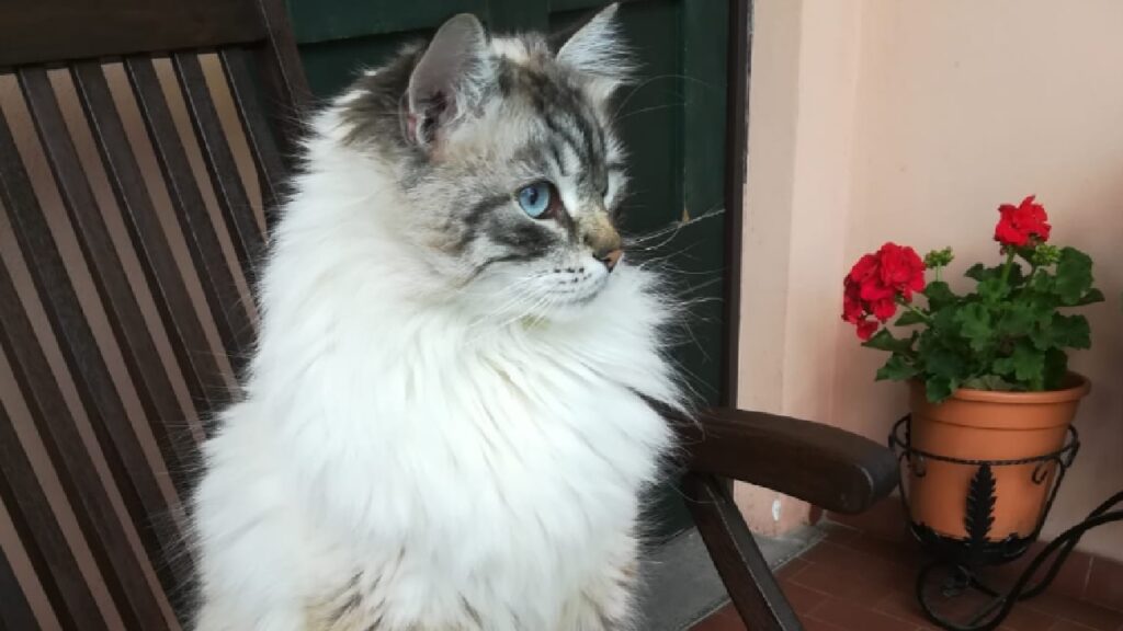 gatto siberiano anziano 10 anni