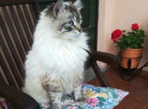 Casnate con Bernate, Arturo non torna a casa da mesi, sono tutti alla ricerca del gatto Siberiano di 10 anni