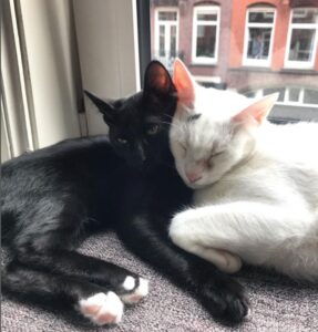 Casper e Jimmy, la tenera amicizia tra due gatti diventati inseparabili (VIDEO)