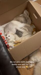 Mamma gatta allatta in compagnia (VIDEO)