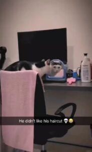Un gatto si guarda allo specchio (VIDEO)