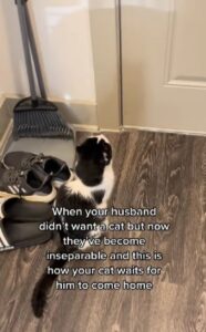 Gatto aspetta che il suo papà torni (VIDEO)