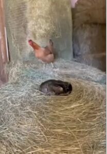 Gatto tiene al caldo le uova della gallina (VIDEO)