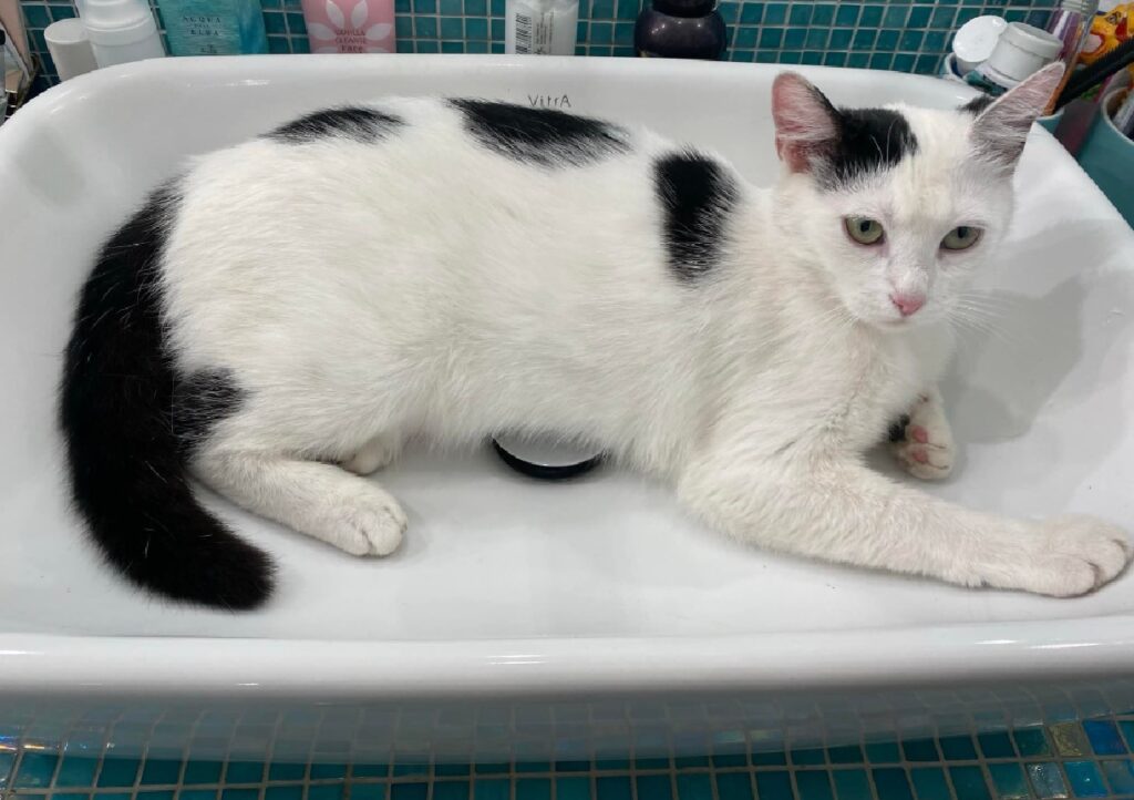 gatto nel bagno di casa